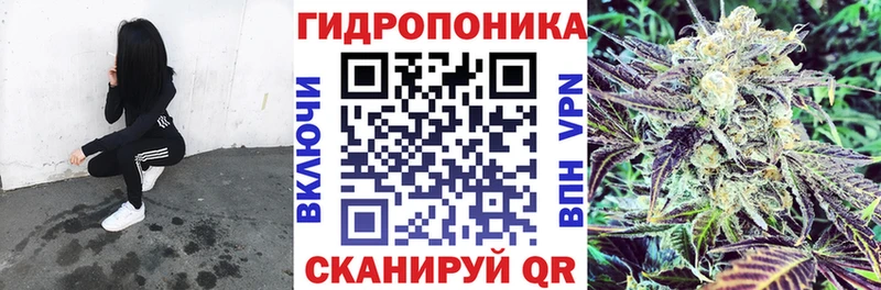 где купить наркоту  Каргополь  блэк спрут ссылки  Шишки марихуана гибрид 